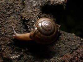 Close up shoot of a garden snail photo