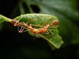 Close up shoot of red ants on a leaf photo