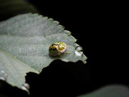 primer plano disparar de golden lady bug foto