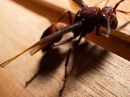 Picture of paper wasp Ropalidia fasciata on a wooden table photo