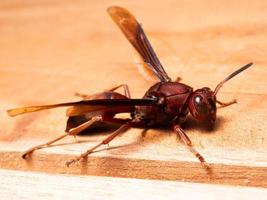 Picture of paper wasp Ropalidia fasciata on a wooden table photo