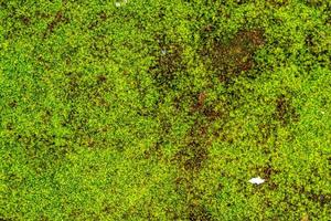 plantas de hierba verde fresca, utilizadas para el fondo con un tema natural, concepto natural foto