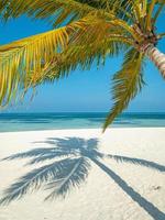 palmeras de fondo de playa de verano contra panorama de banner de cielo azul, destino de viaje tropical. arena blanca, paisaje exótico del mar azul, increíble fondo de verano foto