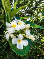 White and yellow plumeria flowers blooming on tree, frangipani, tropical flowers. Soft sunlight on blooming exotic blossom with blurred bokeh tropical garden landscape. Island nature closeup photo