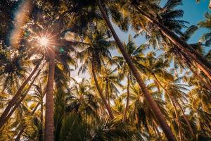 Green palm trees against sunset sky. Tropical jungle forest with bright blue sky, panoramic nature banner. Idyllic natural landscape, looking up low point of view. Summer traveling vacation background