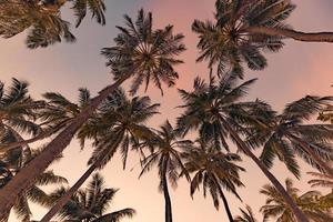 concepto de fondo de árboles tropicales. palmeras de coco y cielo azul pacífico. fondo exótico de la naturaleza del verano, hojas verdes, paisaje natural. isla tropical de verano, patrón de vacaciones o vacaciones foto