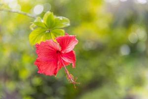 Exotic tropical garden or park nature with closeup hibiscus flower on a green background. In the tropical garden. Amazing nature