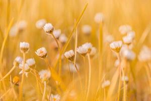 Abstract soft focus sunset field landscape of white flowers and grass meadow warm golden hour sunset sunrise time. Tranquil autumn sunset nature closeup and blurred forest background. Idyllic nature photo