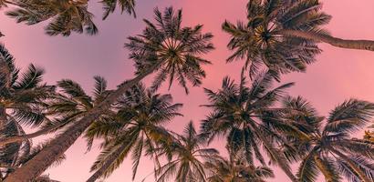Romantic vibes of tropical palm tree with sun light on sky background. Outdoor sunset exotic foliage, closeup nature landscape. Coconut palm trees and shining sun over bright sky. Summer spring nature photo