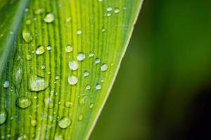 Close-up of raindrops on green leaf. Macro nature, Art abstract spring background natural green leaf with rain drop after the storm at rainforest. leaves green background with rain drop. top view photo