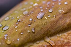 Water drops fallen leaves after rain, sunny droplets on orange yellow macro nature. Closeup pattern, abstract nature photo