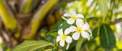 White and yellow plumeria flowers blooming on tree, frangipani, tropical flowers. Soft sunlight on blooming exotic blossom with blurred bokeh tropical garden landscape. Island nature closeup photo
