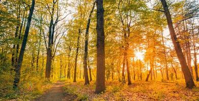 Amazing autumn landscape. Panoramic forest nature. Vivid morning in colorful forest with sun rays orange golden leaves trees. Idyllic sunset, dream fantasy scenic pathway. Beautiful fall park footpath photo