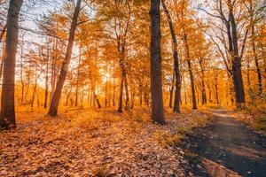 Amazing autumn landscape. Panoramic forest nature. Vivid morning in colorful forest with sun rays orange golden leaves trees. Idyllic sunset, dream fantasy scenic pathway. Beautiful fall park footpath photo