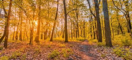 Amazing autumn landscape. Panoramic forest nature. Vivid morning in colorful forest with sun rays orange golden leaves trees. Idyllic sunset, dream fantasy scenic pathway. Beautiful fall park footpath photo