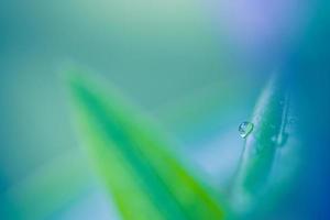 Green leaves drops of water natural background. Zen, meditation nature closeup, abstract organic texture background. Beautiful sunny leaf texture nature. Tranquil spring flora plants ecology concept photo