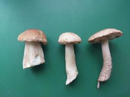 Fresh forest edible mushrooms on green background photo