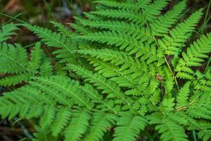 Close-up leaves of the oldest plant ferns in the forest. photo