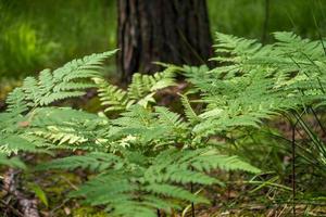 Close-up leaves of the oldest plant ferns in the forest. photo