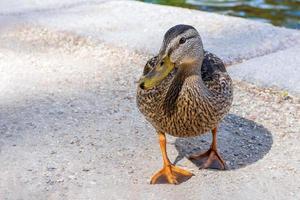 Female wild duck stands on the shore of a lake photo