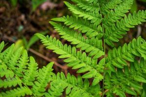 Close-up leaves of the oldest plant ferns in the forest. photo