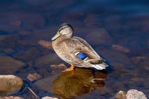 Female wild duck stands on a stone in the water photo