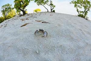 crab on a white sand beach photo