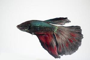 pez betta brillante en un tanque de agua con fondo blanco aislado foto