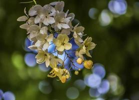 flor de lluvia de arco iris en el árbol foto