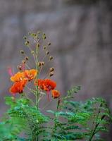 A Peacock Flower photo