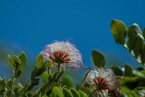 Mimosa Tree blooms photo