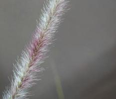 Rose Fountain Grass photo