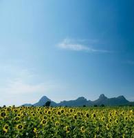 la vista frontal con vistas al girasol amarillo florece maravillosamente en un campo abierto junto con el cielo azul que se ve cómodo en los ojos, hace que sea relajante en el momento en que puedes ver foto