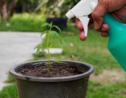 mano hombre asiático regando una planta verde joven árbol pequeño cannabis en brotes negros de una botella de spray de agua en un pequeño jardín dentro de la casa. usar actividades de tiempo libre en vacaciones estar con la naturaleza afición foto