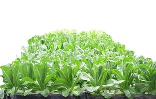 organic lettuce is safe without chemicals photo