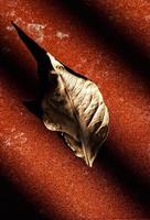 Dry leaf on the ground in the shadows of a grating. Vertical image. photo