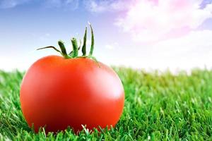 Tomato on grass with sky background.Food for healthy living.