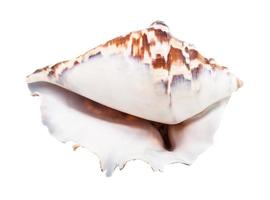 empty shell of muricidae mollusc isolated photo