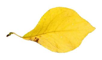 otoño amarillo hoja de ciruelo aislado foto