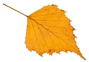 fallen autumn yellow leaf of birch tree isolated photo