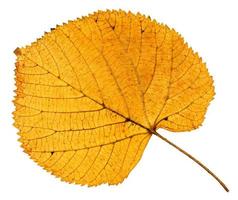 back side of dried autumn leaf of linden tree photo