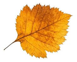 yellow autumn leaf of hawthorn tree isolated photo