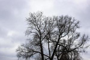 árboles con bandada de grajillas bajo un cielo nublado gris foto