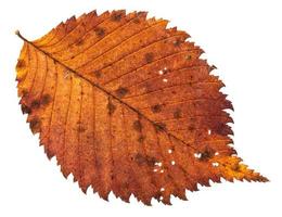 autumn decayed holey leaf of elm tree isolated photo