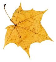 back side of old yellow autumn leaf of maple tree photo