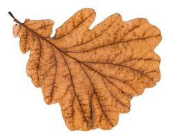 autumn old leaf of oak tree isolated photo