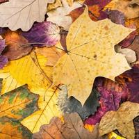 fondo de otoño de hojas caídas de varios colores foto