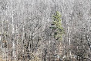 above view of green pine and bare trees in forest photo