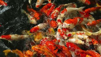koi en estanque de peces. koi nishikigoi, son una forma coloreada de carpa amur video