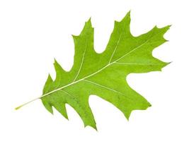 back side of green leaf of red oak tree isolated photo